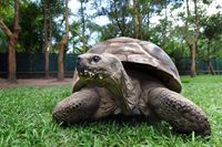Sköldpaddan Harriet ska ha fångats av Charles Darwin  från Galapagosöarna 1835. Bild från 2005.