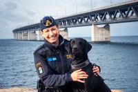 Hunden Atte, som tjänstgör vid Brottbekämpningsgrupp Malmö med sin förare Josefin Frid, har utnämnts till Årets narkotikasökhund 2019.