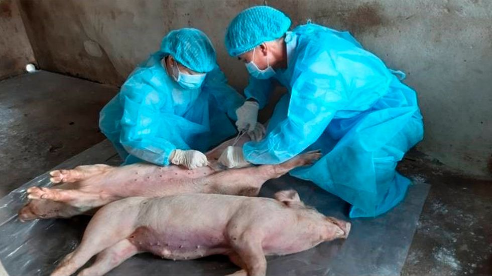 Prover tas från grisar i Vietnam som har avlivats.