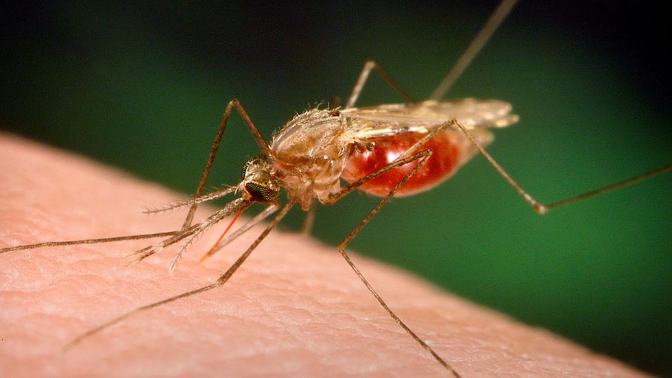 Metoden används i sju kommuner sedan flera år tillbaka, och nu vill även Övertorneå kommun börja använda medlet med bakterier som dödar mygglarverna.