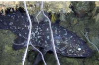 Kvastfeningarna lever på stora djup i Indiska oceanen. Bilden är tagen med fjärrstyrd kamera.