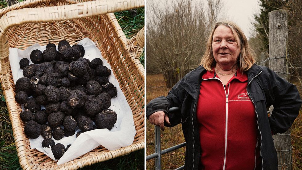 Ulla Berglund har jagat tryffel i över 20 år. 