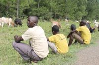 Det 2 000 hektar stora plantaget har trängt undan byborna, som nu tvingas beta sina djur i diket längs landsvägen.