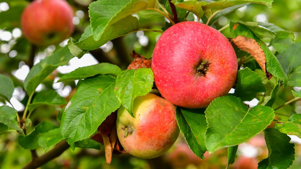 Det nu stoppade ogräsbekämpningsmedlet har bland annat varit godkänt för frilandsodlingar av äpplen. Arkivbild.