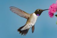 Den svarthakade kolibrins aggressiva sång har en komplex struktur.