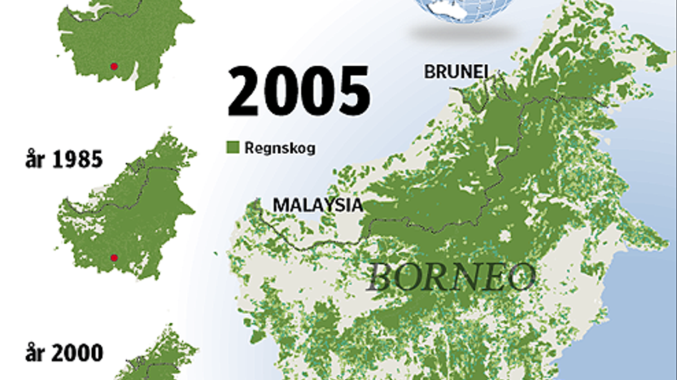 Så har regnskogen minskat på Borneo