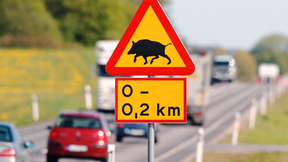 Trafikolyckor med vildsvin inblandade ska halveras från dagens 6 000 till 3 000 år 2025, enligt Naturvårdsverkets förslag till förvaltningsplan för vildsvinsstammen. Arkivbild