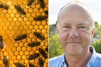 Är det redan för sent att rädda bina? Många verkar vilja tro det. Men hoten går ganska lätt att möta, förutsatt att viljan finns, menar Fredrik Sjöberg.