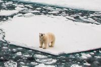 En isbjörn på drivisen vid Svalbard i september 2016.