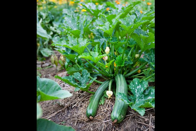 Zucchini eller squash kan även odlas på balkong, i en stor hink kan en planata ge upp emot tio frukter.