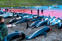 Döda delfiner uppdragna på en strand på Eysturoy som tillhör Färöarna. 
