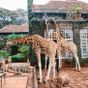Foto: Pressbild/Giraffe Manor