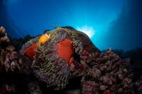 En clownfisk vid ett korallrev utanför Maldiverna. Korallreven påverkas när vi människor förändrar balanser för planetens system genom bland annat koldioxidutsläpp och utfiskning. Arkivbild.