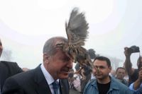 Turkiets president Erdogan fick närkontakt med en fågel som han släppte ut vid invigningen av en ny moské år 2015. Men det är en helt annan sorts fjäderfä han vill slippa kopplingar till.