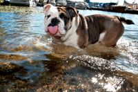 Sommarvärme och bad i Årstaviken. Bulldogen Ragnar älskar vatten. Tänk på att i solsken och vattenblänk blir bilderna mycket bättre med blixt. 250 ISO,1/250 sek. Bländare 6.64. och 24 mm objektiv.