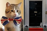 Larry the cat har bott på 10 Downing Street sedan 2011.