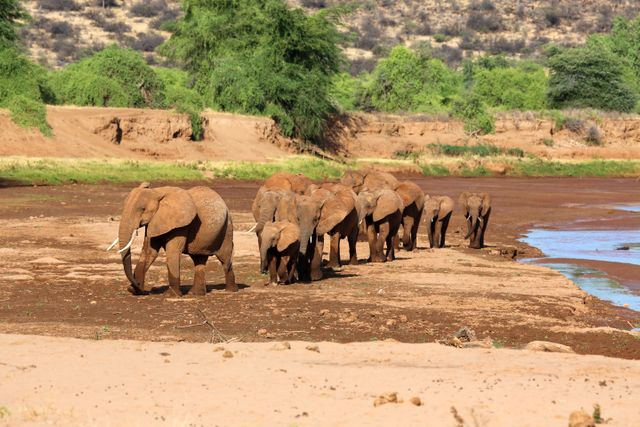 Elefanter i Tanzania. 