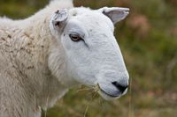 Ett får är en av deltagarna som kan vinna en resa till Norge – värd 25 000 norska kronor.