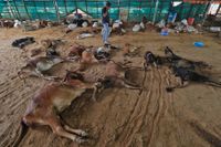 Kor som dött i Jaipur i den indiska delstaten Rajasthan. Bild från 21 september.
