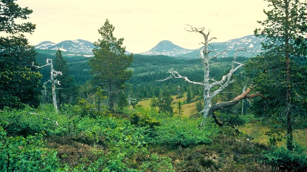 Skäckerfjällens naturreservat.
