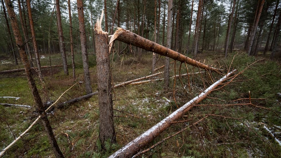 Stormfällda och knäckta tallar i ett skogsområde utanför Kristianstad efter stormen Malik. Arkivbild.