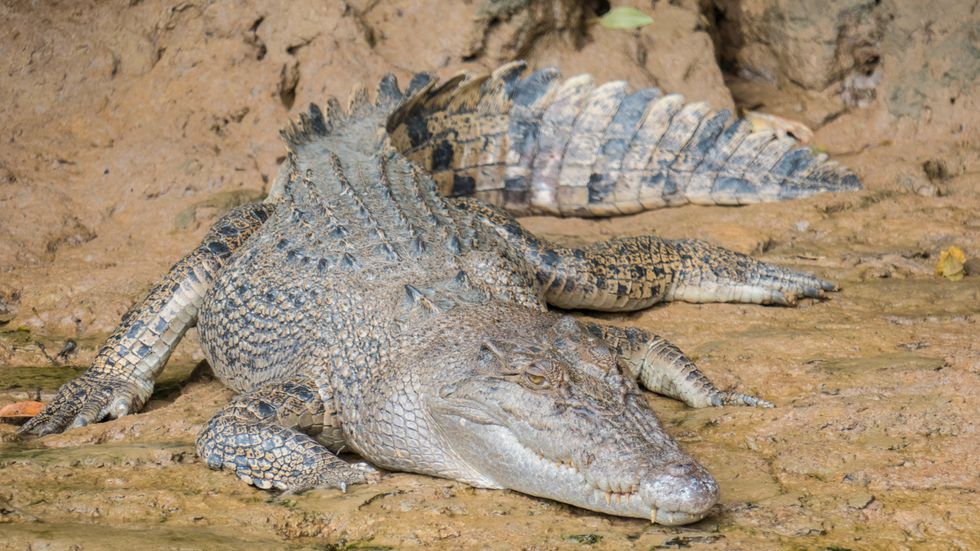 Forntida krokodiler kunde äta vad som helst som kom tillräckligt nära, enligt forskare. Här är en nutida saltvattenskrokodil. Arkivbild.