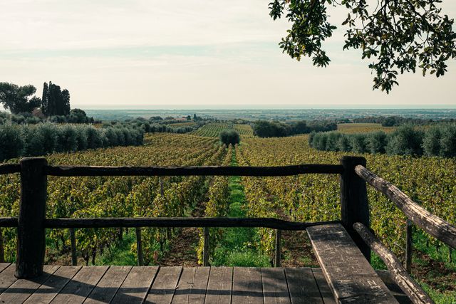 Utsikt över Ornellaias vinfält som sträcker sig mot horisonten. I bakgrunden vakar gårdens symbol, en ek som tros vara över 300 år gammal.