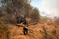Frivilliga skär ner vegetationen för att hindra bränder på Rhodos, Grekland, sprider sig. Arkivbild.