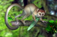 Archicebus var en hyperaktiv liten primat som levde i träden i början av eocen för 55 miljoner år sedan.