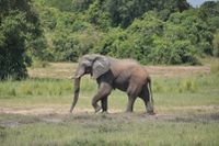 Forskaren dödades av en ensam elefant i Uganda. Arkivbild.