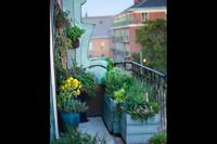 Sol och vattning är de viktigaste parametrarna för att lyckas med odling på balkongen.