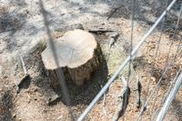 En stubbe är allt som är kvar av ett träd som huggits ner vid Norr Mälarstrand.