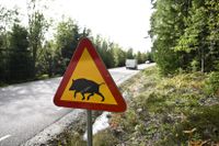 Politiska beslut ligger bakom den explosiva ökningen av vildsvin i Sverige. Arkivbild.