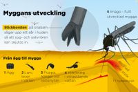 Myggor som trivs vid gravstenar och i barnleksaker väntas bli vanligare i Sverige.