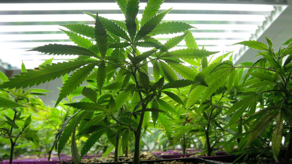 Unga cannabisplator odlas i drivbänk under lysrör.