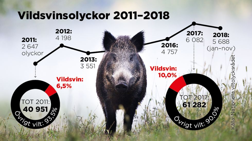 Vildsvinsolyckor ökar rejält i takt med att svinen blir fler i raslig fart – under åren 2010-2017 ökade antalet vildsvinsolyckor med knappt 150 procent. Från 2 445 till 6 082 stycken. Fram till slutet av november i år var siffran 5 688 stycken.