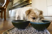Forskare manar till försiktighet med rå hundmat. Hunden och maten på bilden har inget med artikeln att göra. Arkivbild.