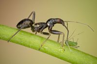 Insekter i symbios: myror håller sig ofta med bladlöss som en sorts boskap, samtidigt som de skyddar dem från angrepp.