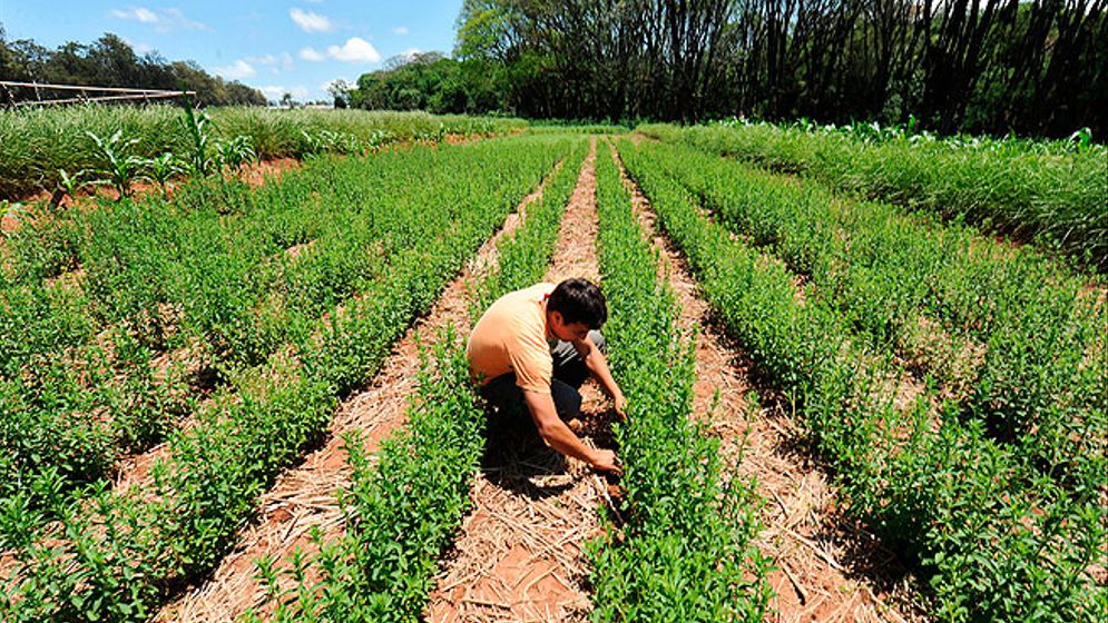Stevia, som ibland kallas den söta örten, odlas i Paraguay där den ibland annat används för att söta te.