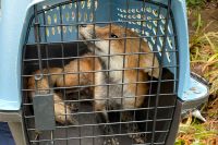 En räv som har fångats i närheten av Kapitolium i Washington DC. Det är oklart om det är den rabiessmittade räven som bet flera människor, eftersom det inte är ovanligt med rävar i området.