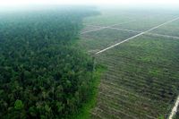 Skogsavverkning för att bereda plats för oljepalmer är ett av de största hoten mot Sydostasiens regnskogar.