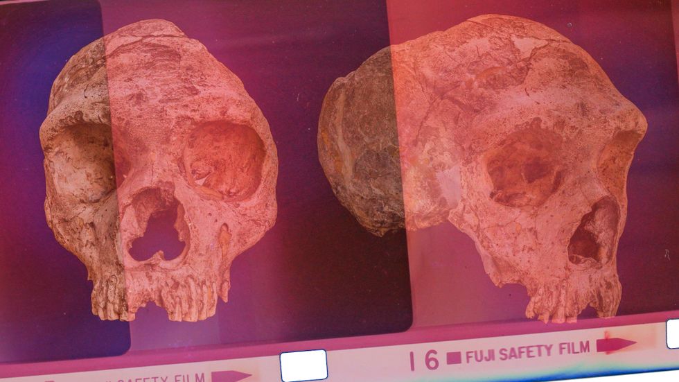 Homo neanderthalensis hade en större hjärna än homo sapiens.