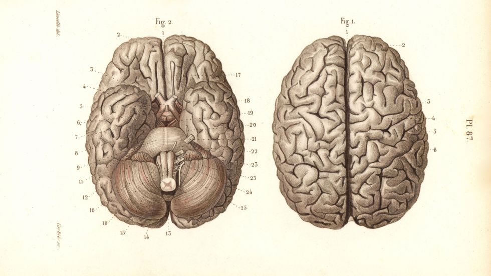 Hjärna avbildad i Joseph Nicolas Masses ”Petit atlas complet d'anatomie descriptive du corps humain”, Paris, 1864.