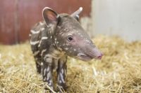 Kolmårdens nyaste tapir heter Torsten.