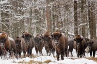 Betande visenter/europeisk bison i naturreservat i Polen.