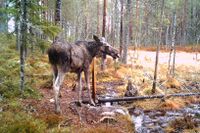 Jägare i Svärdsjöområdet i Dalarna förbryllas över att så många älgar varit mer eller mindre hårlösa och magra nu i vår.