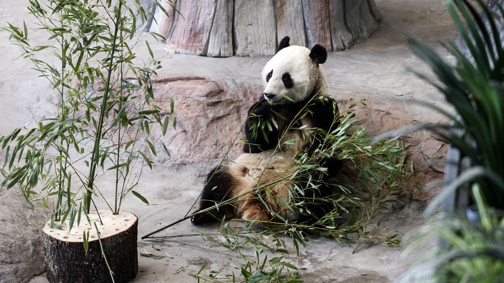 Pandan Pyry, på svenska "snöyra", äter bambu på Ähtäri Zoo. Arkivbild.