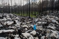 Länsstyrelsens biolog Erik Andersson visar de hårt brända hyggena i Hälleskogen. Bakom hygget ligger en myr, den har växt upp igen.