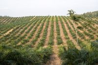 Oljepalmsplantage i Indonesien. Arkivbild.