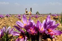 Kvinnor skördar saffran på en odling i Indien.